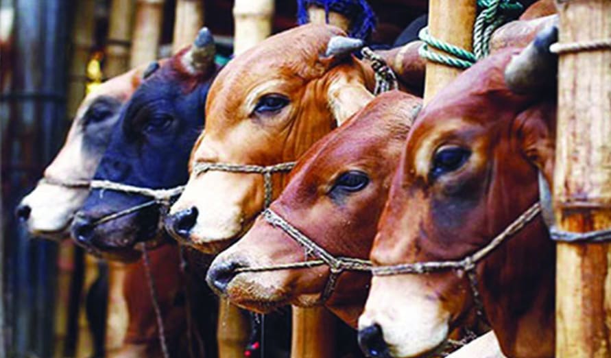 Qurbani Program