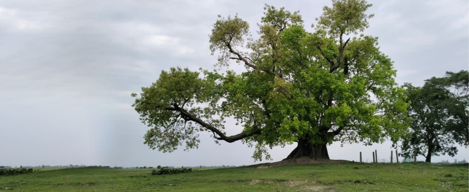 Plant My Tree, Build Green Bangladesh – 2026