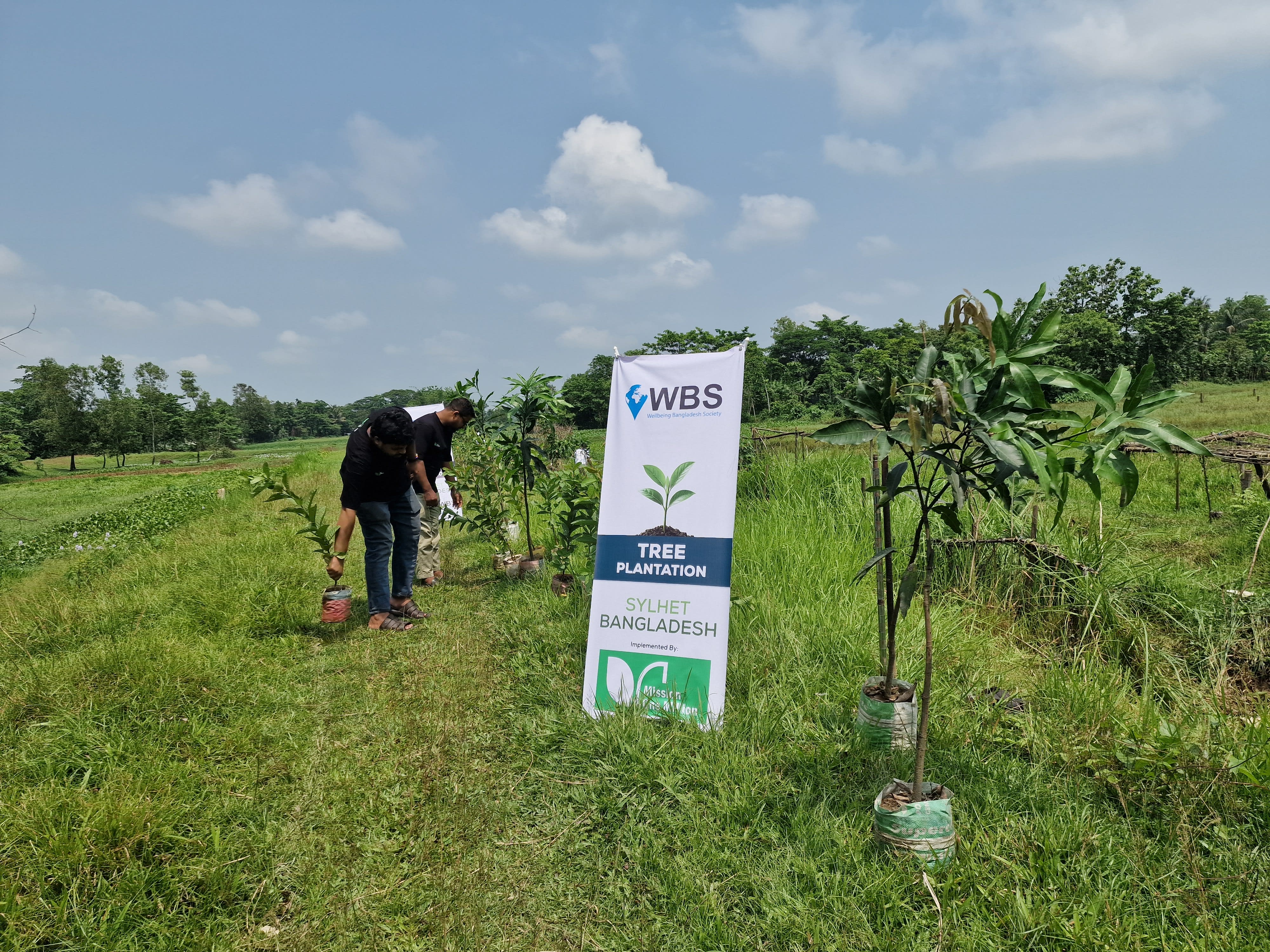 Tree Plantation 