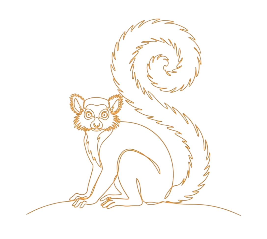 Illustration lémur