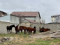 В Махачкале продолжается работа по отлову безнадзорных животных