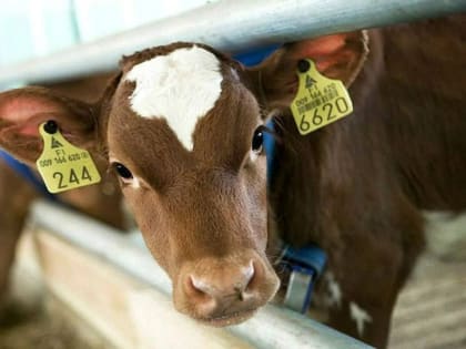 Обязательная идентификация животных