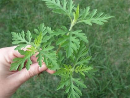 О расширении карантинной фитосанитарной зоны по амброзии полыннолистной в Бабаюртовском районе Республики Дагестан