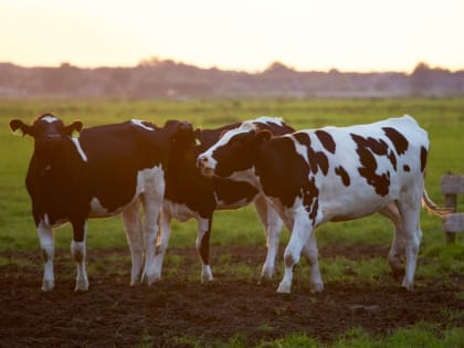 В Дагестане зарегистрировано 213 случаев заболевания бруцеллезом в 2024 году