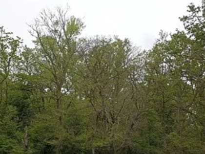 Мониторинг лесов в Республике Дагестан: состояние насаждений под угрозой