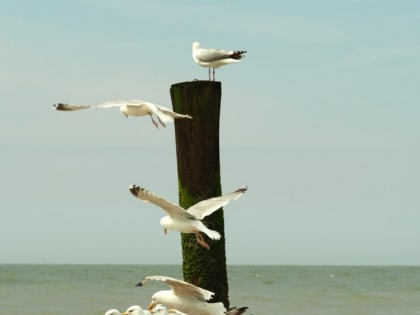 Мероприятия по предотвращению птичьего гриппа проводятся в Дагестане