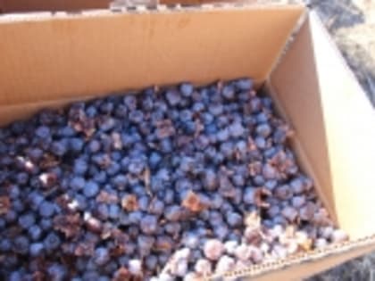 Черное золото села Тантари Гумбетовского района