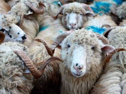 В Цунтинском районе в Курбан-байрам прошла акция поддержки семей погибших в СВО