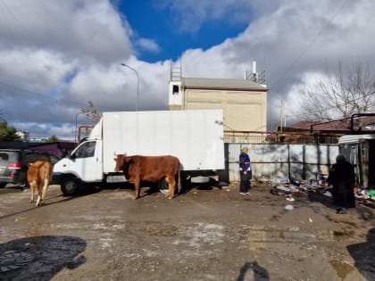 Жители Хуршилова в Махачкале требуют решения проблемы с контейнерами
