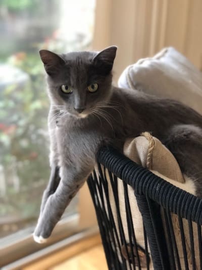 an image of something