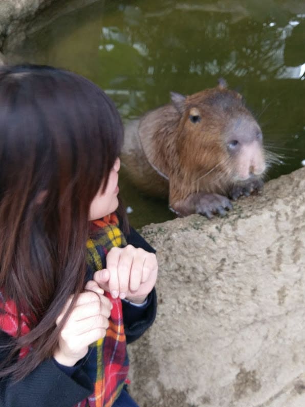 我很喜歡去不同的動物園玩，這是神戶動物王國，可以和水豚近距離接觸。但這樣對動物真的好嗎？