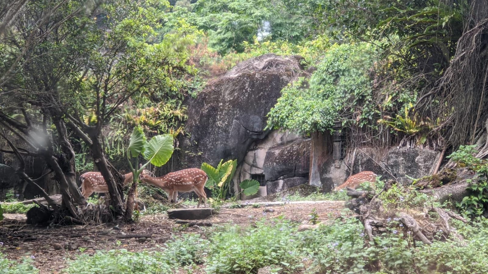 走訪臺北市立動物園，園內的梅花鹿保存了這項物種，也證明了「雞蛋不要放在同一個籃子內」。