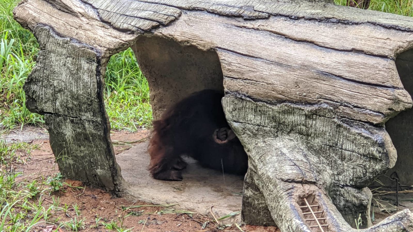 走訪台北動物園，在台灣區的黑熊是「黑熊養老村」。那天天氣太熱，熊爺爺（奶奶？）正在避暑。
