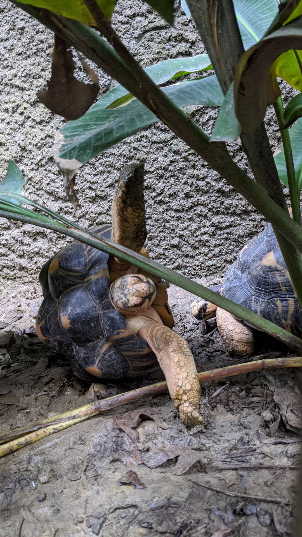 走訪臺北動物園，在熱帶雨林館（穿山甲館）內混住的烏龜。不過牠在和另一隻烏龜衝撞（？）後，翻了過來。