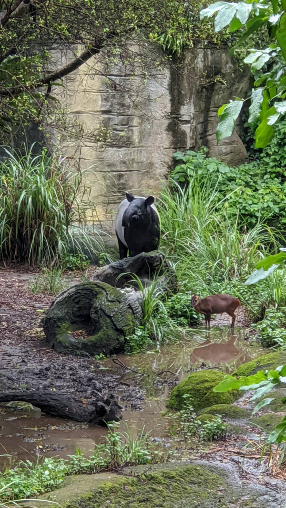 走訪臺北市立動物園，山羌因為和善數量又多，很常和別的動物混住。圖為馬來貘展區。