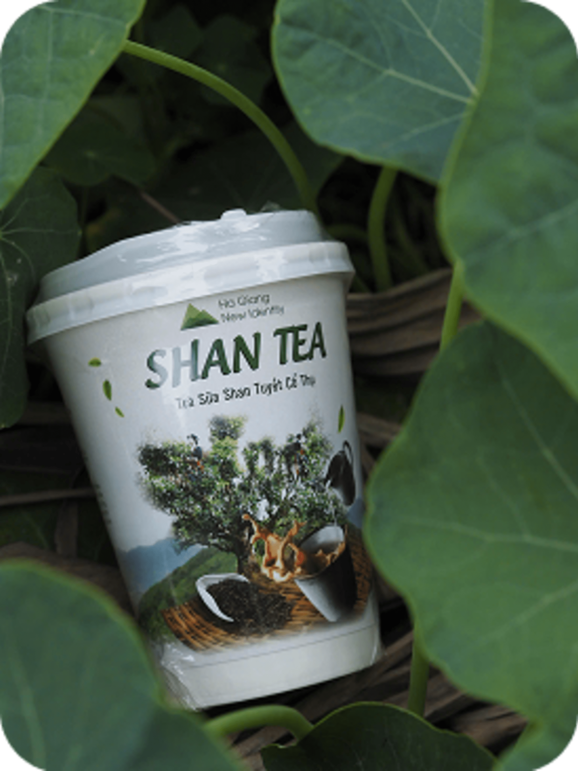 Sản phẩm Trà San Tuyết - Shan Tea