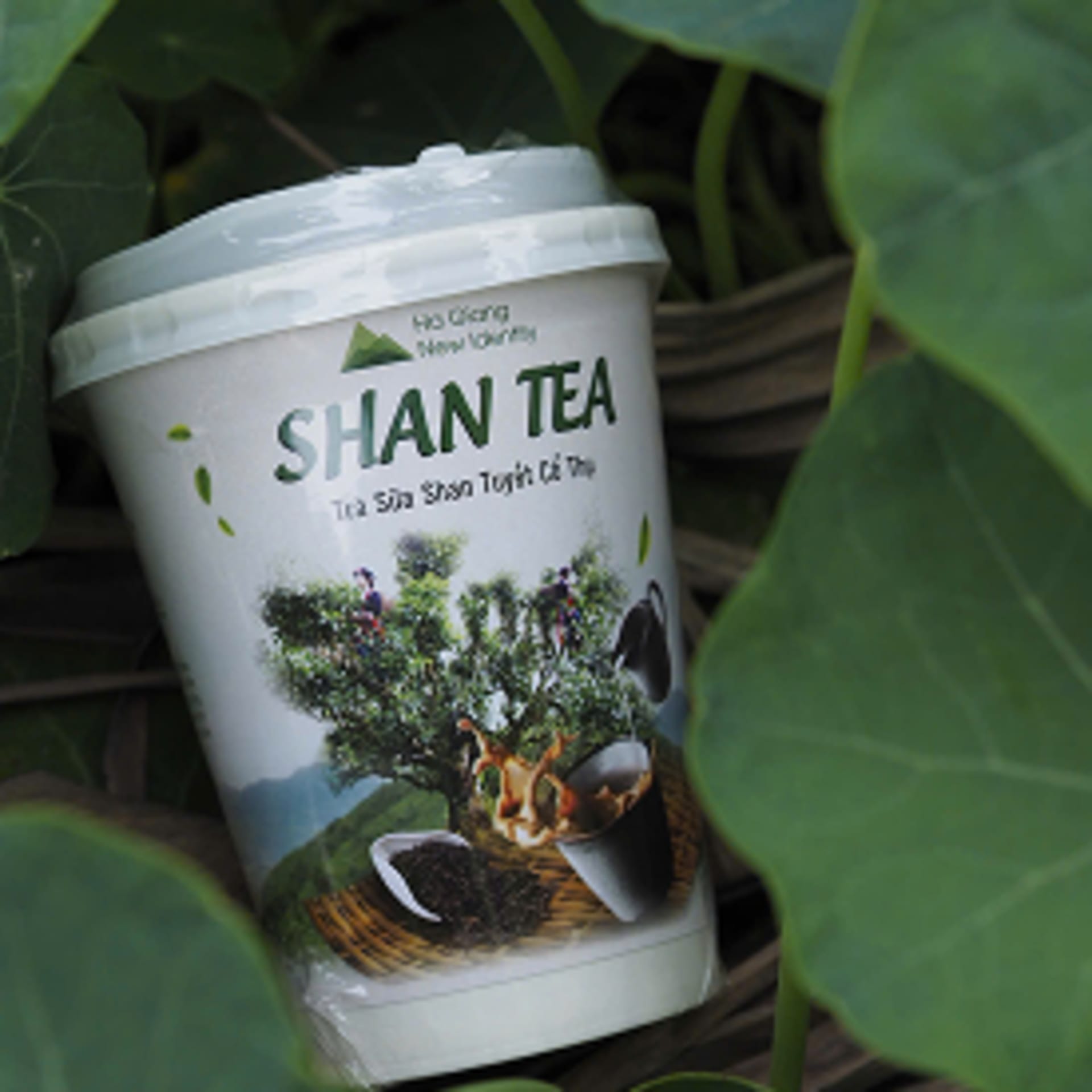 Sản phẩm Trà San Tuyết - Shan Tea