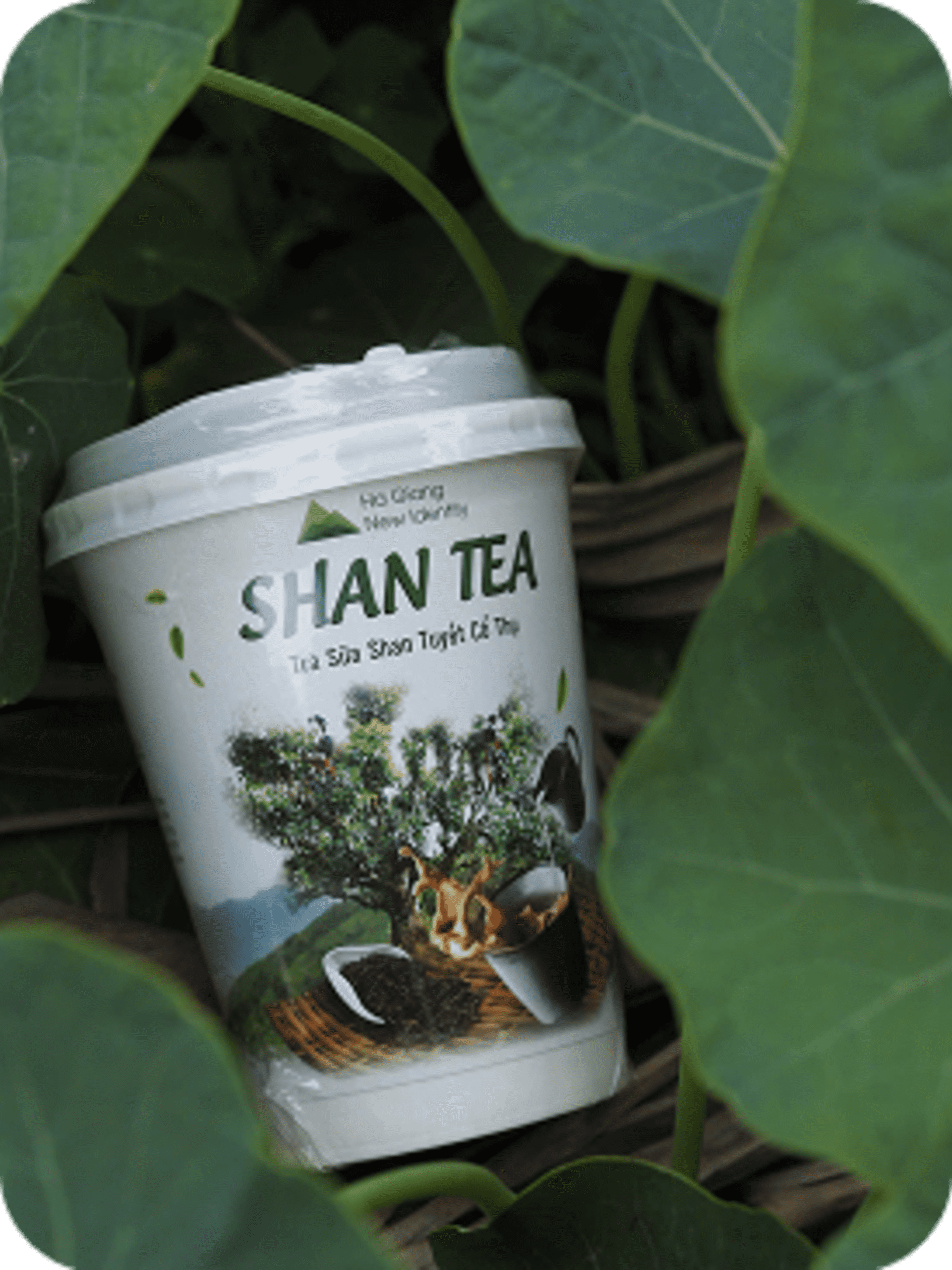 Sản phẩm Trà San Tuyết - Shan Tea