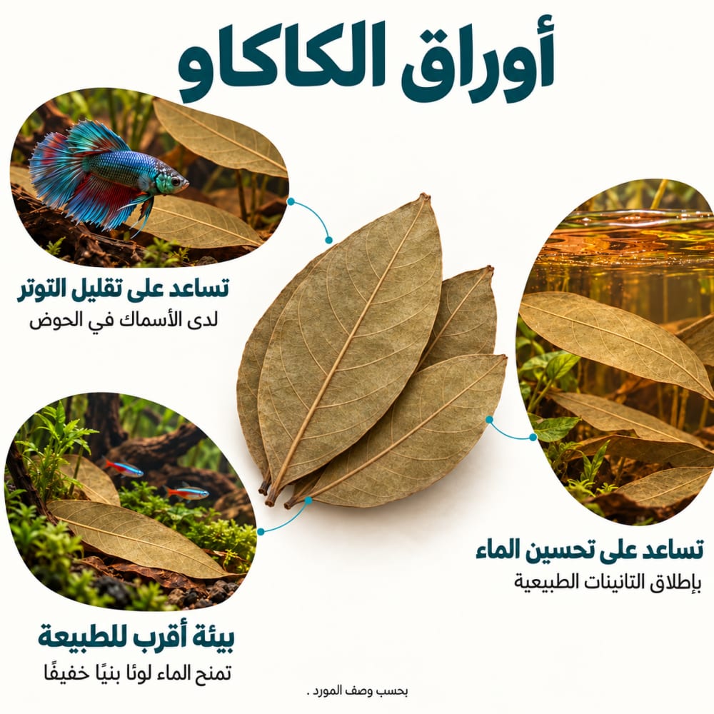 أوراق الكاكاو الطبيعية للأحواض | 10 أوراق — صورة 2