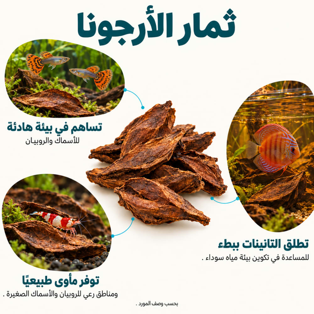 ثمار الأرجونا الطبيعية للأحواض | 10 قطع — صورة 2
