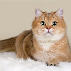 Milo