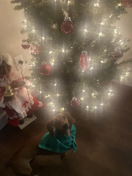 Rue christmas