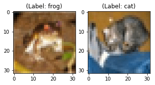 Blurry frog and cat