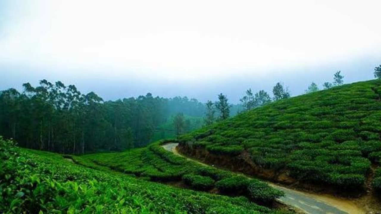 6 Days : Kerala Munnar,Thekkady,Varkala