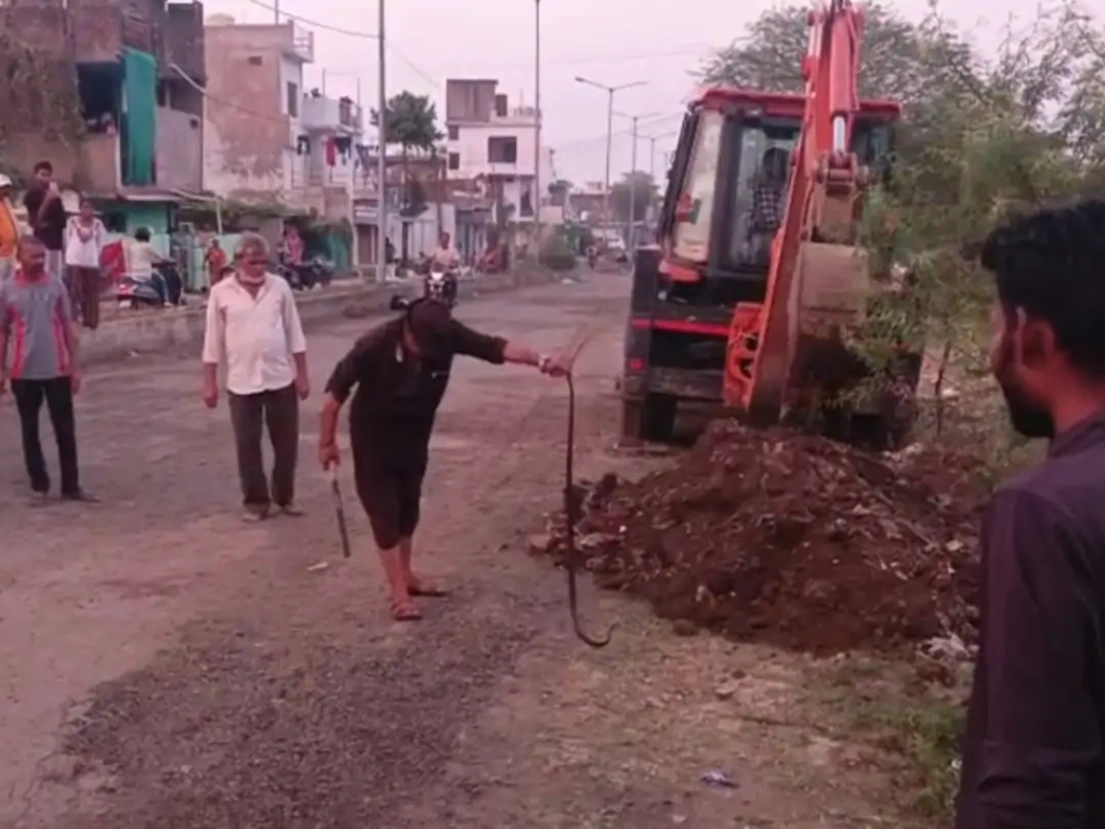 कोबरा पकड़ने के लिए चलानी पड़ी जेसीबी, मकरोनिया में 5 फीट लंबे सांप का रेस्क्यू