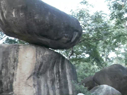 जबलपुर की ऐतिहासिक बैलेन्सिंग रॉक पर खतरा: 2000 साल पुरानी प्राकृतिक धरोहर के पास हो रहा बहुमंजिला निर्माण, सरकारी जमीन पर कब्जे से मचा हड़कंप