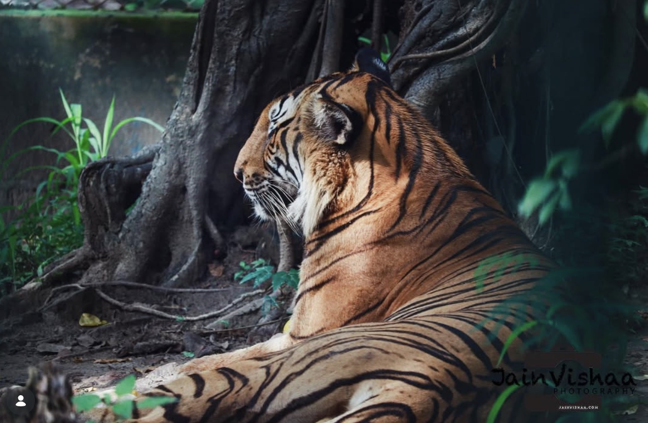 Vishaa Jain portfolio 1