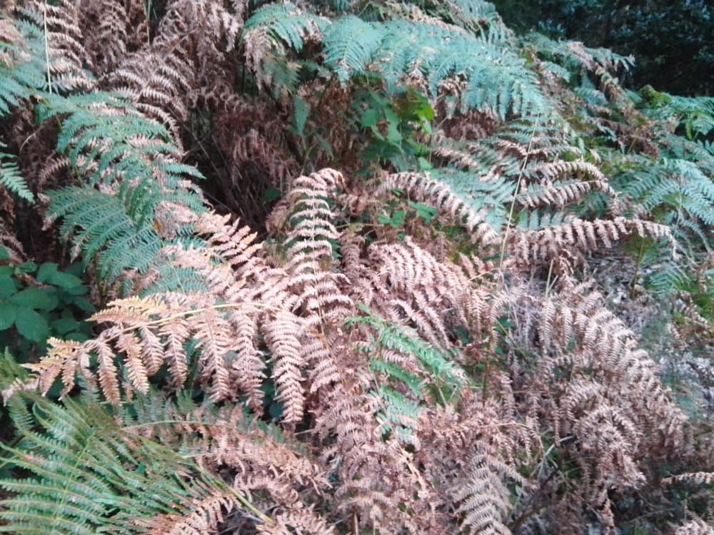 Bracken turning from green to brown