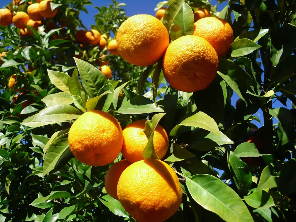 Seville oranges on tree in bright sunshine
