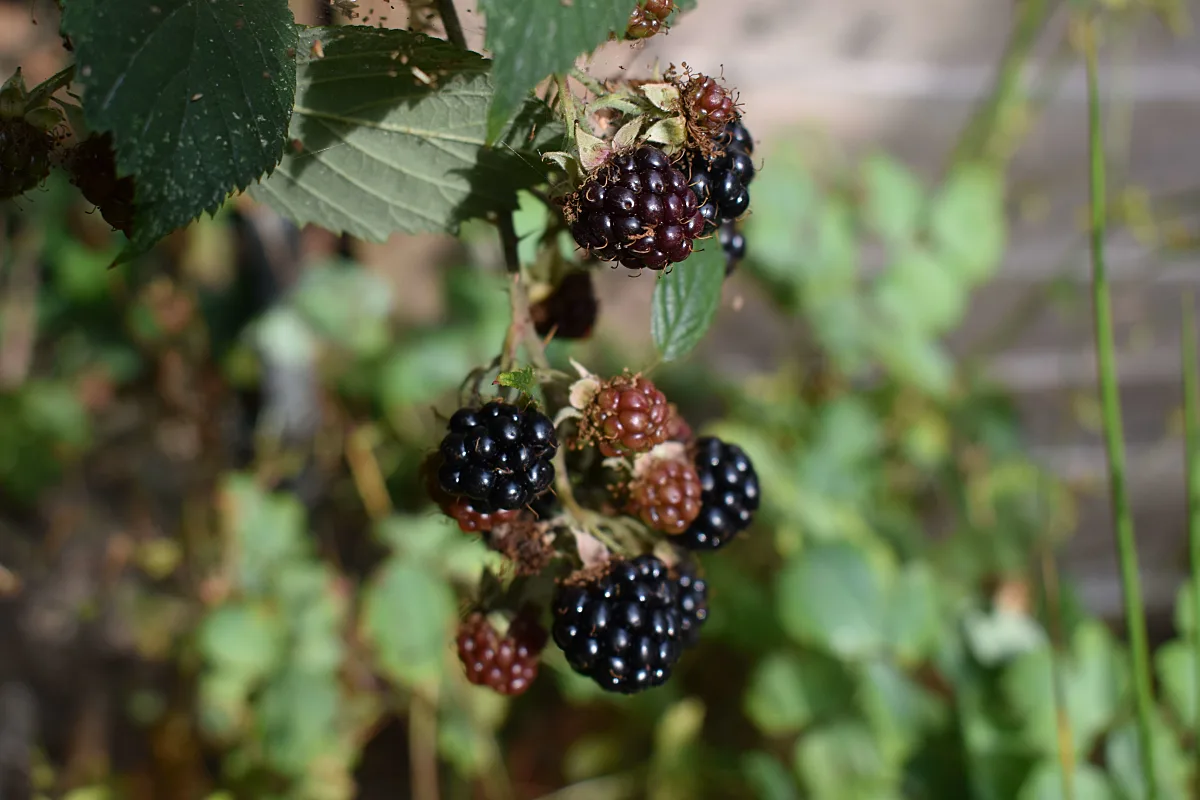 Wild blackberries on a plant