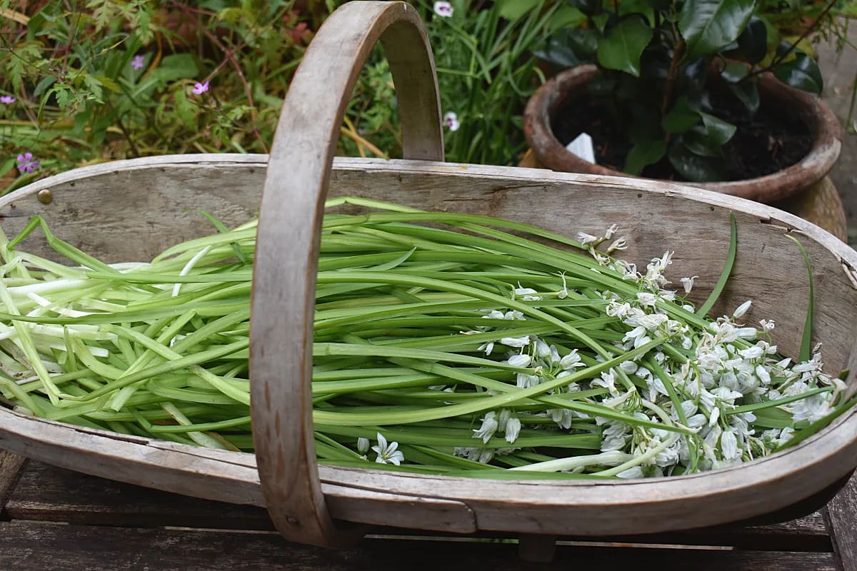 A Sussex Trog filled with fresh wild garlic.