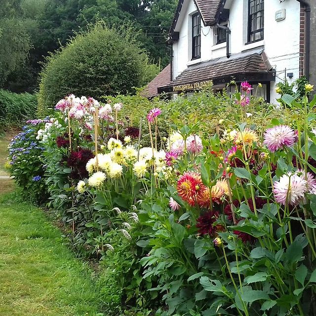summer dahlias duddleswell tea rooms
