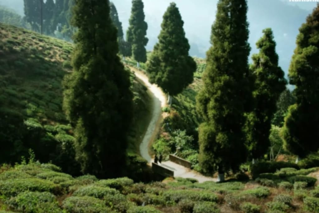 Darjeeling hill view