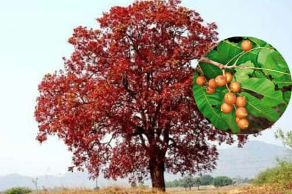 Kusum tree farming business idea