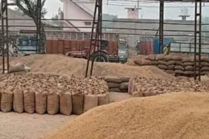 FCI reduces paddy procurement in Punjab, sparking discussions on policy changes.