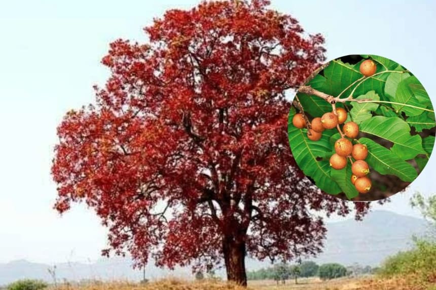 Kusum tree farming business idea