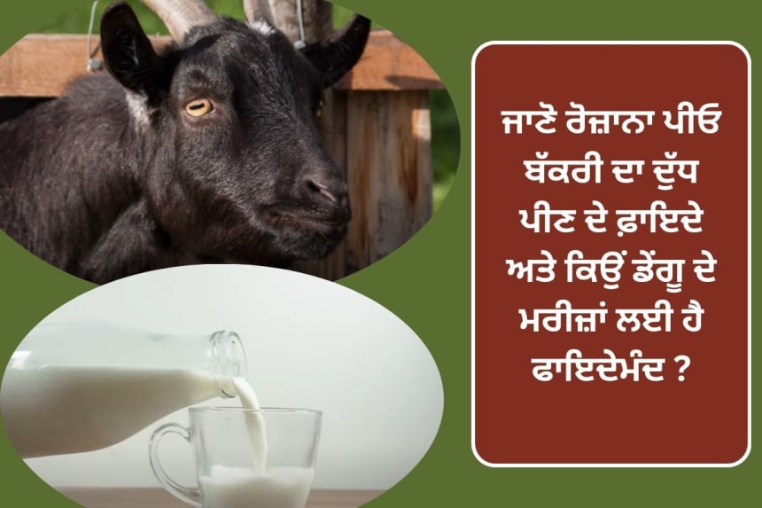 Goat milk benefits in punjabi for dengue and increase blood platelets