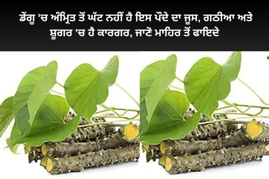 Giloy plant benefits for dengu patients in punjabi
