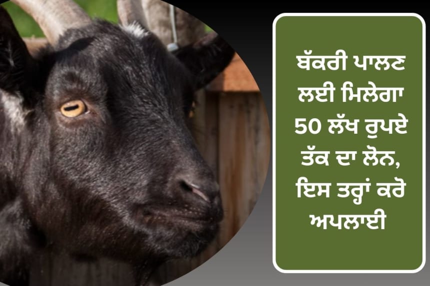 Goat farming loan scheme