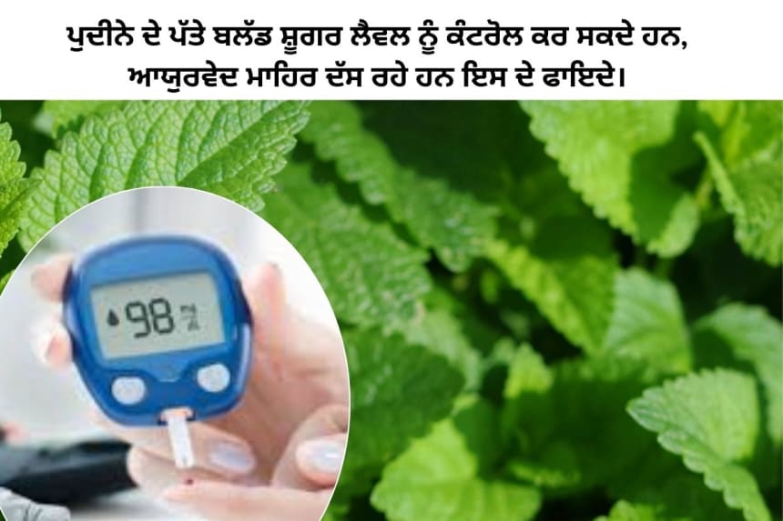 Fresh pudina (mint) leaves for controlling blood sugar levels.