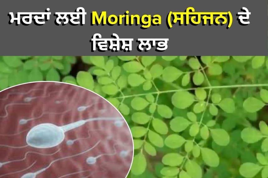 ਮਰਦਾਂ ਲਈ Moringa (ਸਹਿਜਨ) ਦੇ ਵਿਸ਼ੇਸ਼ ਲਾਭ