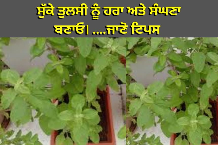 ਸੁੱਕੇ ਤੁਲਸੀ ਨੂੰ ਹਰਾ ਅਤੇ ਸੰਘਣਾ ਬਣਾਓ