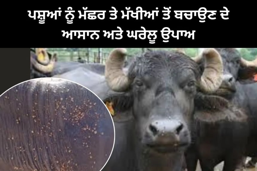 ਪਸ਼ੂਆਂ ਨੂੰ ਮੱਛਰ ਤੇ ਮੱਖੀਆਂ ਤੋਂ ਬਚਾਉਣ ਦੇ ਆਸਾਨ ਅਤੇ ਘਰੇਲੂ ਉਪਾਅ