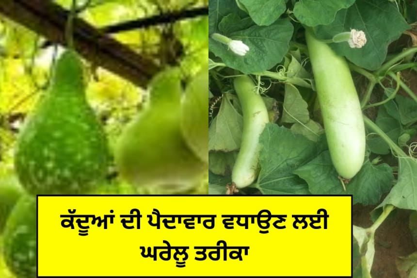 ਕੱਦੂਆਂ ਦੀ ਪੈਦਾਵਾਰ ਵਧਾਉਣ ਲਈ ਘਰੇਲੂ ਤਰੀਕਾ