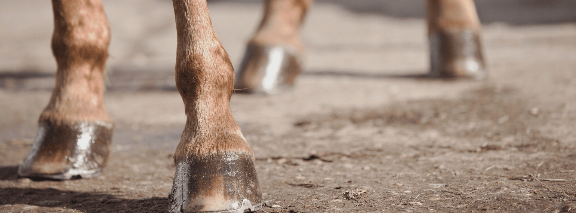 Majestic Horse