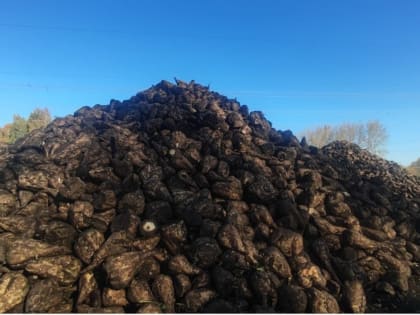 В Башкирии лучшая урожайность сахарной свеклы - 592 ц/га